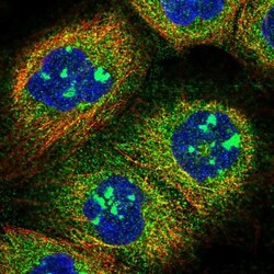 SPACA9 Antibody, Novus Biologicals 25ul | Buy Online | Novus Biologicals | Fisher Scientific